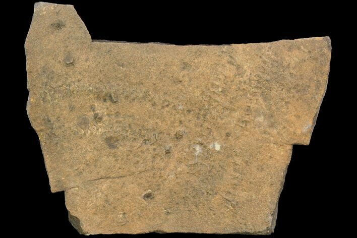 Cruziana (Fossil Trilobite Trackways) - Morocco #118292